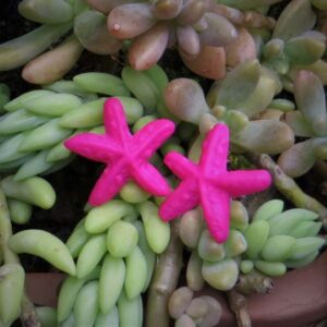 Brinco Estrela-do-mar Rosa